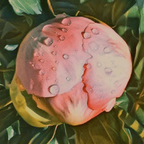 My Beautiful Flowers