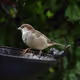 Spotting Nature