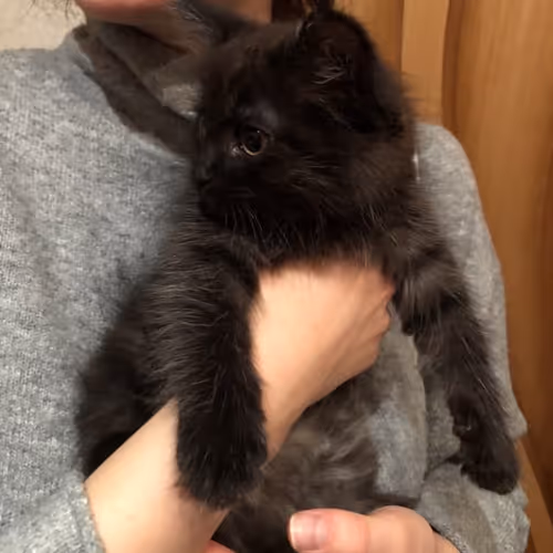 Untitled Collection #58592189