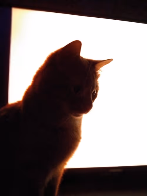 Item #74885386125841679683657863817676557915419392690100599251571086915404287705089 Media