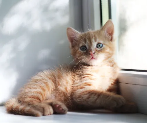 Item #74885386125841679683657863817676557915419392690100599251571086927498915610625 Media