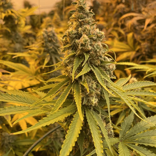 Untitled Collection #73220810