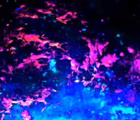 Mr_LooserNFT Collection