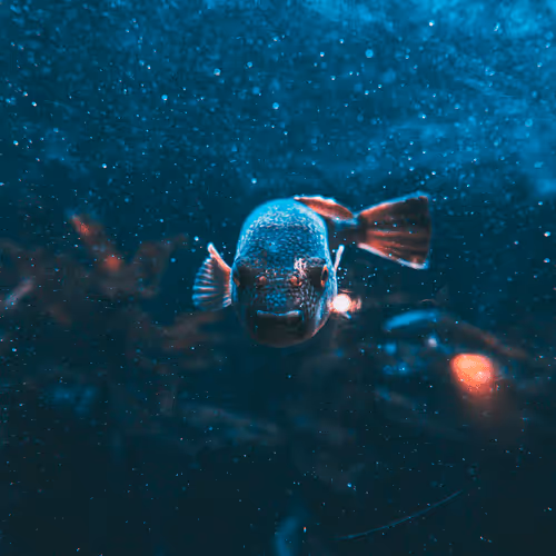 Deep Blue Ocean Collection