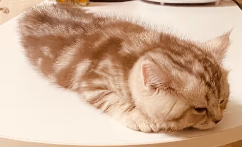 Untitled Collection #73597647