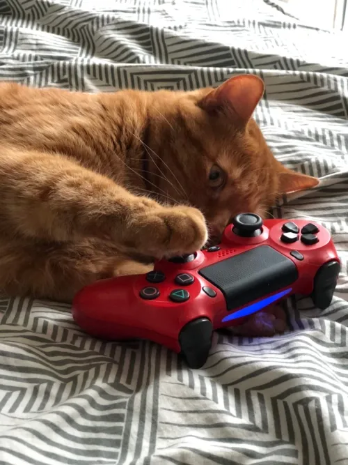 Item #74885386125841679683657863817676557915419392690100599251571086920901845843969 Media