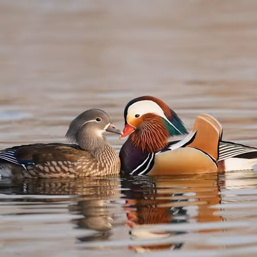 Untitled Collection #62377238