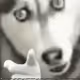 36877072200859325052842118294087241936398844711702375825704730222773885992962