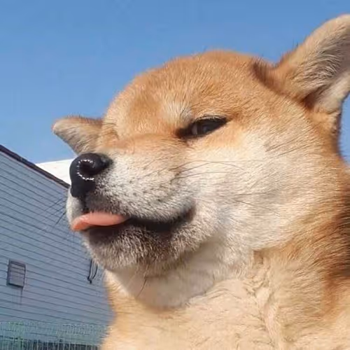 Untitled Collection #49068452