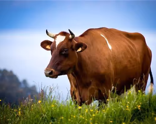 Untitled Collection #29295005