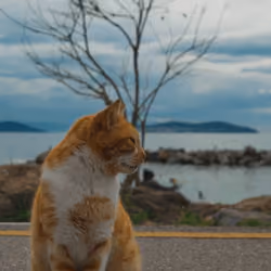 Lord Cat