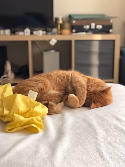 Item #74885386125841679683657863817676557915419392690100599251571086937394520260609 Media