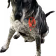 36500216997996928553552633231577119097411058060281615615585264538139242790913