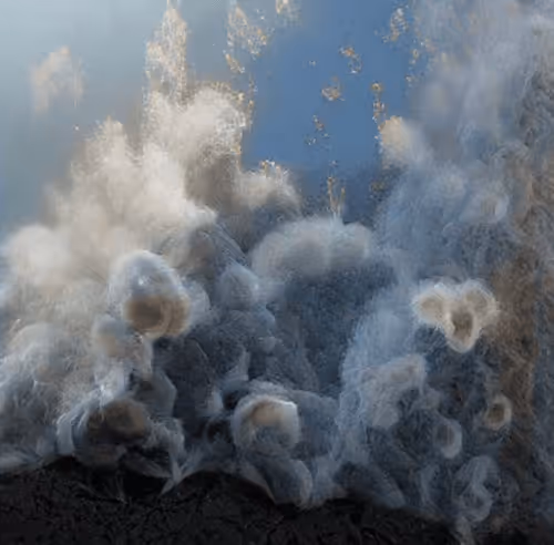 MetaWisdom Collection