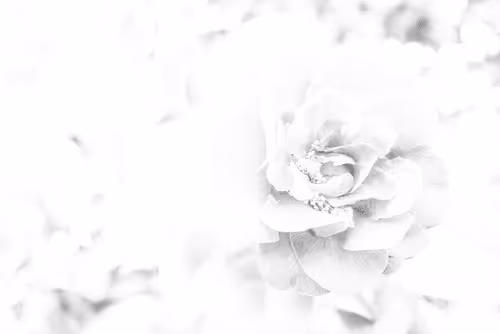 Untitled Collection #261613362