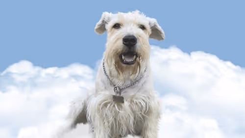 Pets Heaven