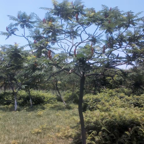 Untitled Collection #17155267