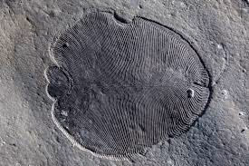 Fosiles Ocultos