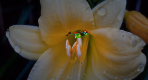 Item #41423174657448755454775180770704774351895892577704630438802697566564646912001 Media