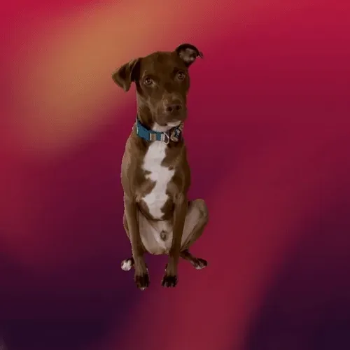 Untitled Collection #272823973