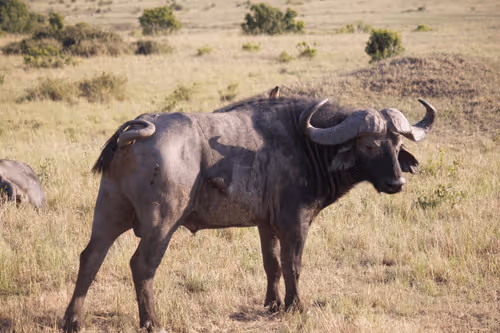 Untitled Collection #60609315