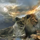 Positive Lion NFT Club
