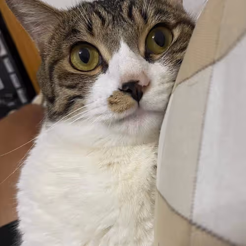 zhangxu1161 Collection