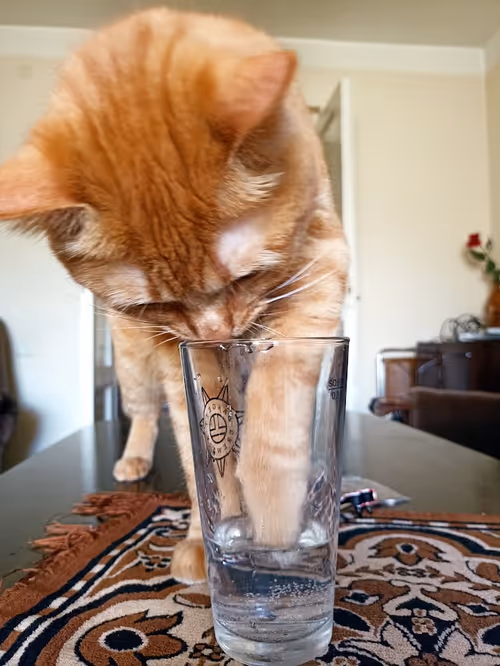 Item #74885386125841679683657863817676557915419392690100599251571086932996473749505 Media