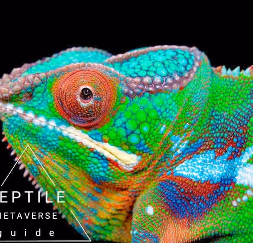 Untitled Collection #97138896