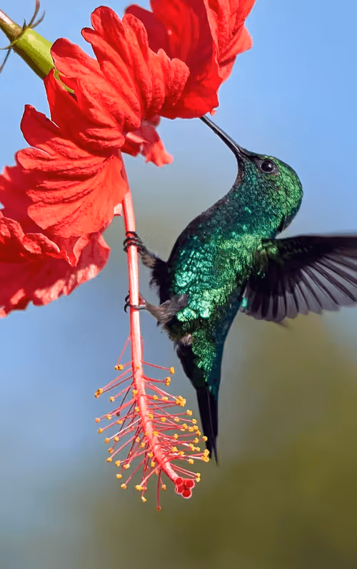 Item #104496985584808197411299000803927756186977529206466580863662693450898630246425 Media