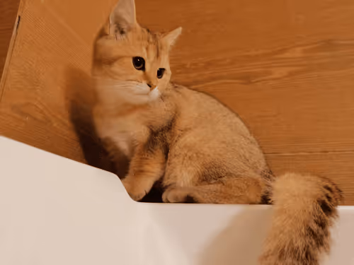 Untitled Collection #74365576