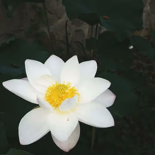 Untitled Collection #80671007