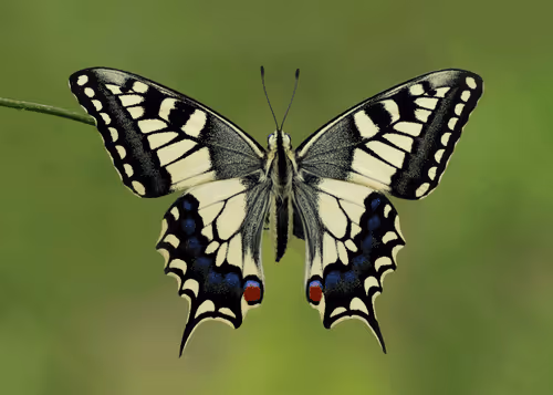 Untitled Collection #108249832