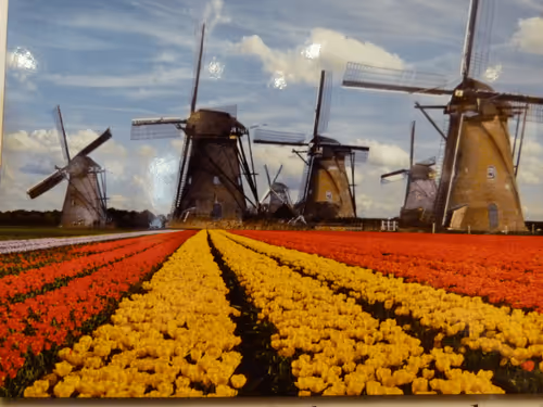 Untitled Collection #73519495