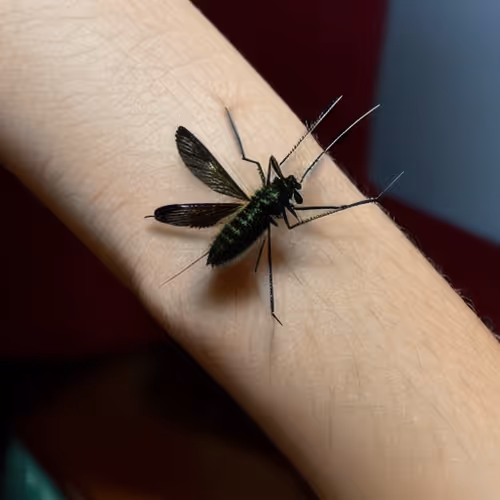 Item #60942983475151015365980500484129694776805071220633022285854452963590203768833 Media