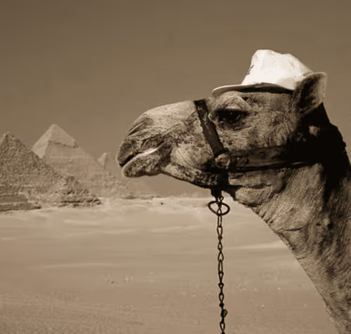 Arab Camel Collection