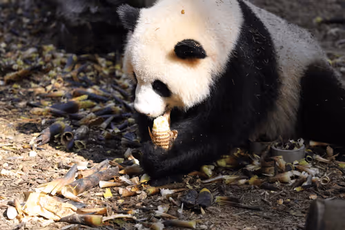 Untitled Collection #68255962