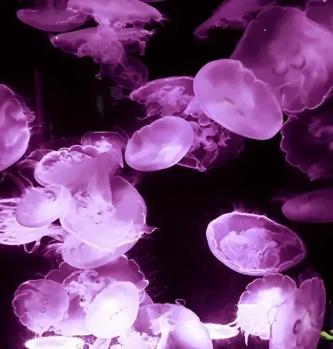 Untitled Collection #62375243