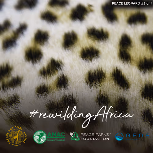 Untitled Collection #155602026