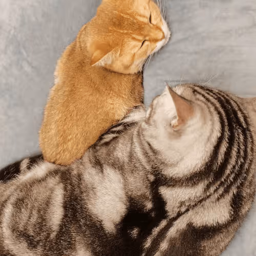 Untitled Collection #74365468