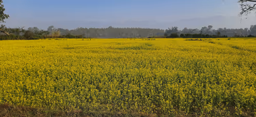 Untitled Collection #440031341