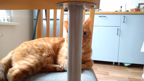 Item #74885386125841679683657863817676557915419392690100599251571086935195497005057 Media