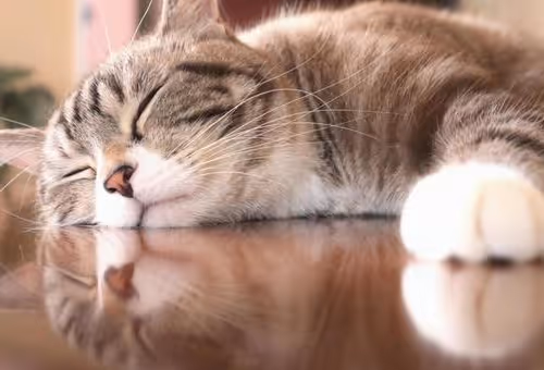 Untitled Collection #66167263