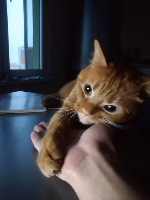 Item #74885386125841679683657863817676557915419392690100599251571086926399403982849 Media