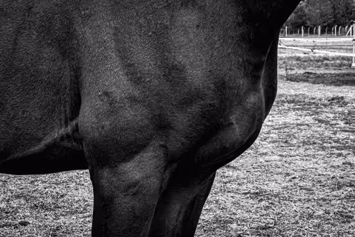 Sir-Termi Collection