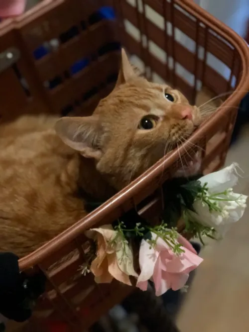 Item #74885386125841679683657863817676557915419392690100599251571086923100869099521 Media