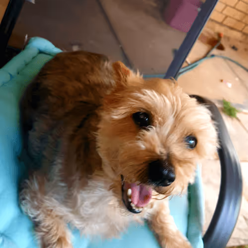 The Drop Bear Collection