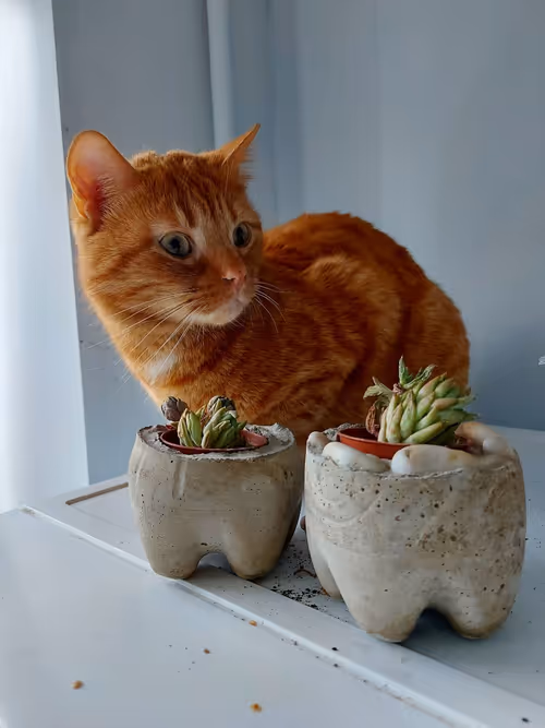 Item #74885386125841679683657863817676557915419392690100599251571086930797450493953 Media