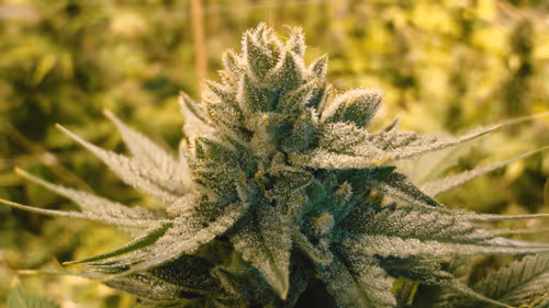 Untitled Collection #266928094