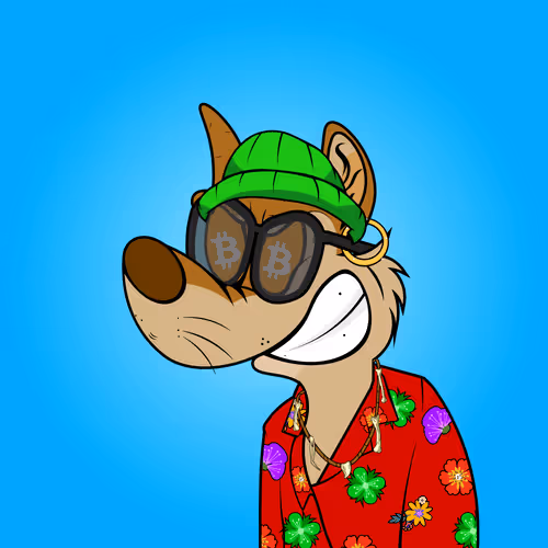 chase the dingo